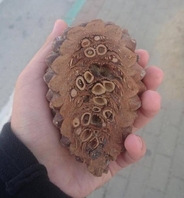 Mi történik, ha félbevágsz egy tobozt.