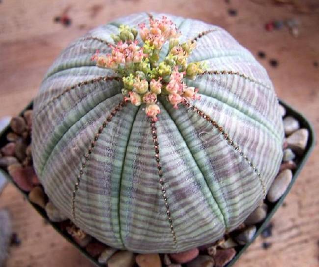 Euphorbia obesa (kutyatejfélék)