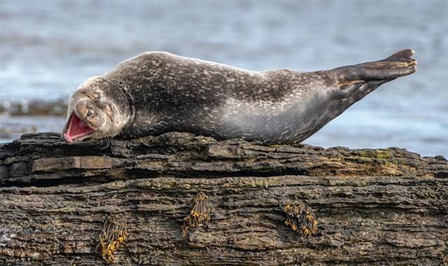 Kihirdették a Comedy Wildlife fotópályázat döntőseit, és ez a 30 állat biztos, hogy Téged is meg fog nevettetni
