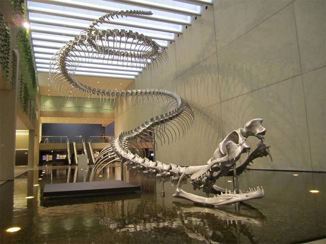 Titanoboa - a valaha élét legnagyobb kígyó a Földön. Mellesleg ez egy valódi csontváz.