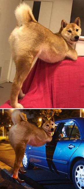 Shiba Inu.