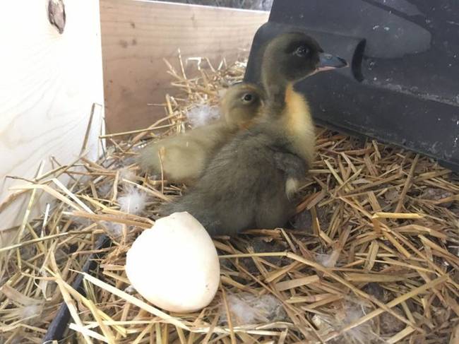 A kiskacsák hihetetlenül gyorsan nőnek. Ez egy 5 napos kiskacsa a tojáshoz képest, amiből kikelt.