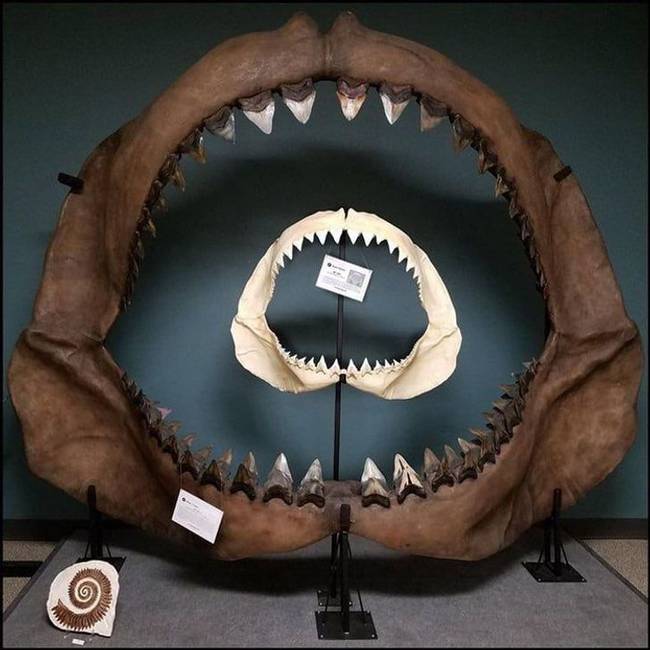 Egy nagy fehér cápa állkapcsának mérete az évmilliókkal ezelőtt kihalt megalodon állkapcsához képest.