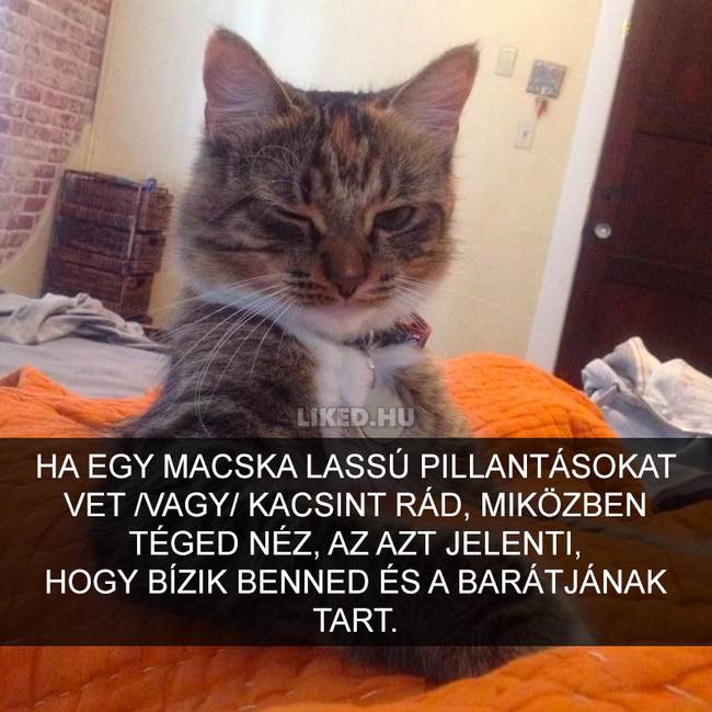 15 meghökkentő tény a macskákról, amit valószínűleg Te sem tudtál korábban