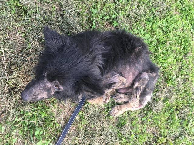Mikor rátalált, a nő nem tudta visszatartani a könnyeit, az állat ugyanis már annyira közel állt a halálhoz, hogy lábra sem bírt állni.