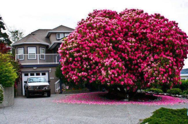 Egy rododendron, ami majdnem akkora, mint a mellette álló ház.