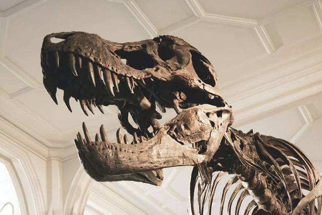 „Honnan tudjuk, hogy tényleg dinoszauruszoknak hívták őket?"