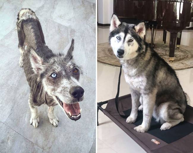 20 előtte-utána fotó, ami bizonyítja, hogy az örökbefogadás mindent megváltoztat