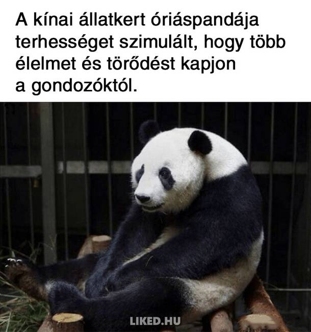 20 vicces terhességgel kapcsolatos mém, ami többet mond minden szónál