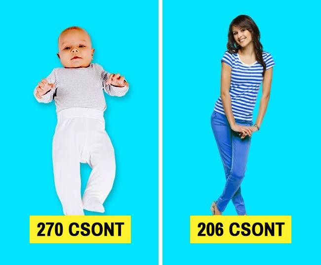 Egy újszülöttnek több, mint 270 csontja van. A növekedés során azonban ezek közül sok egyesül, melynek eredményeképpen egy átlagos felnőttben körülbelül 206 csont található.