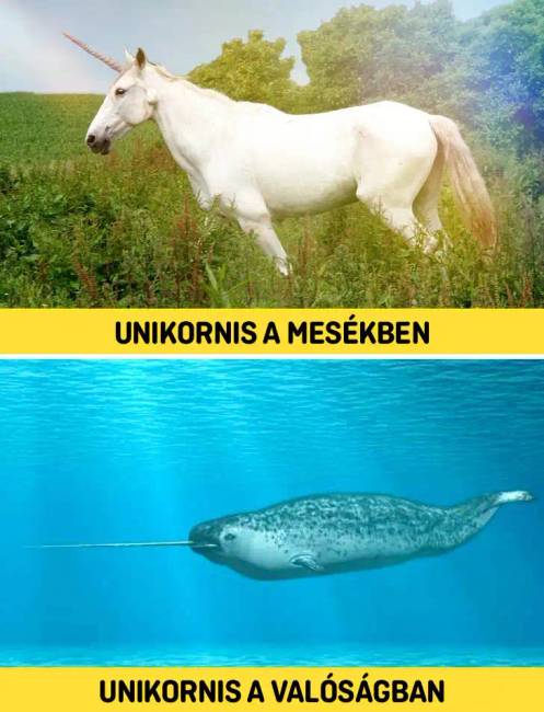 Érdekes tények 014