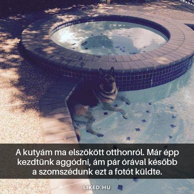 16 kutyás Snapchat-üzenet, ami kétségkívül jobb hellyé tette az internetet