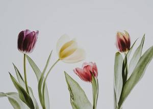 Tulipán