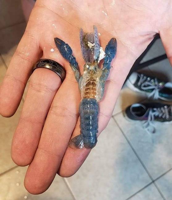 „A mi kis kék homárunk először vedlette le a páncélját. Növekszik!"
