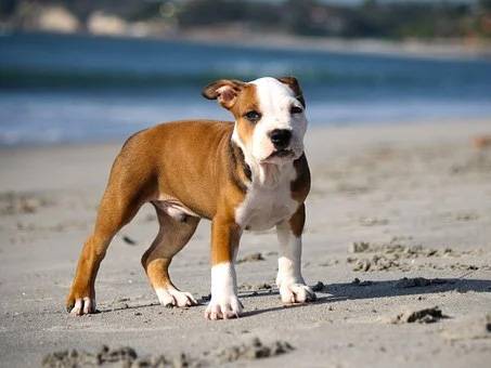 Pitbull!