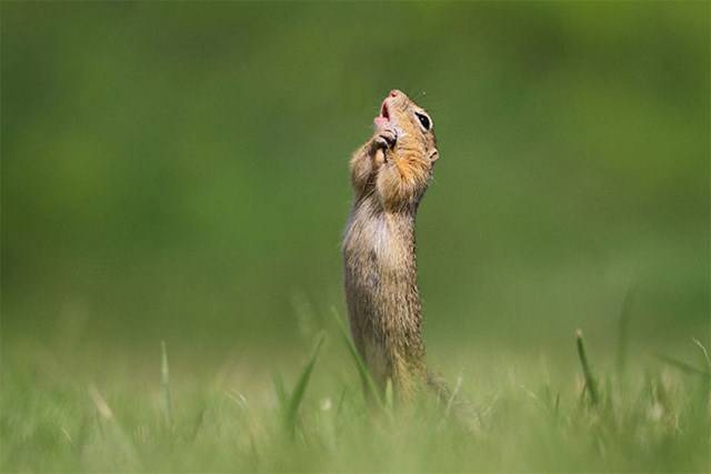 Kihirdették a Comedy Wildlife fotópályázat döntőseit, és ez a 30 állat biztos, hogy Téged is meg fog nevettetni