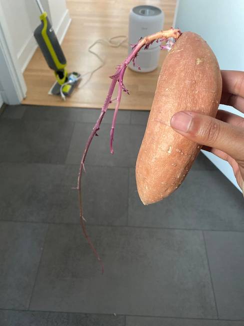 „Ez az édesburgonya olyan sokáig volt a szekrényben, hogy elkezdett napfény után kutatni.''