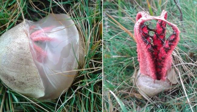 Neem, ez nem egy űrlény valamelyik Alien filmből, ez csak a Clathrus archeri (magyarul: ördög ujjai) nevezetű gomba, ami Ausztráliában és Új-Zélandon őshonos, de újabban már Európában és Ázsiában is megjelent.