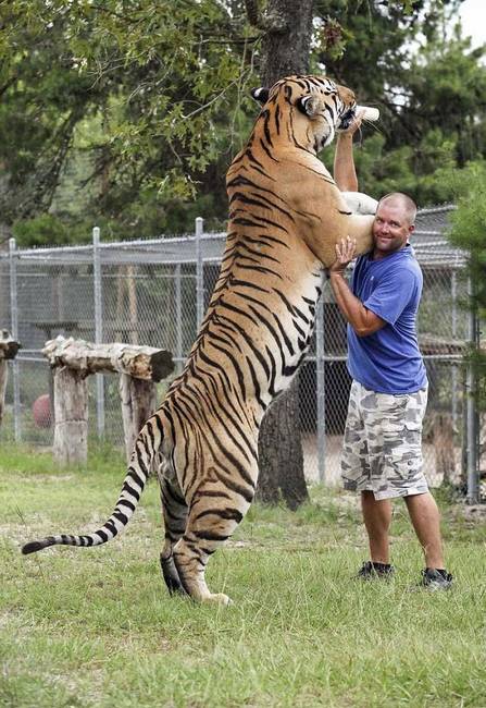 A szibériai tigris mérete egy átlagos méretű emberhez képest.