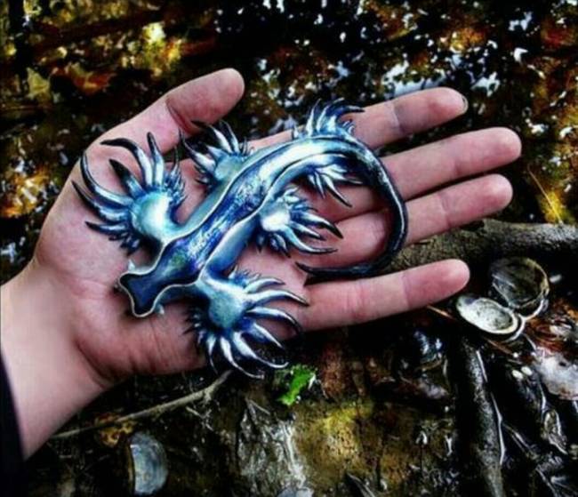 Glaucus Atlanticus, avagy a tengeri kék sárkány.