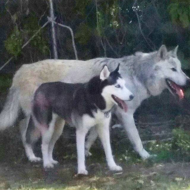 Egy husky kutya mérete egy farkashoz képest.