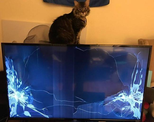 „Még egy hónapos sem volt a tévé, amikor a macskám úgy döntött, hogy felmászik rá és lelöki."