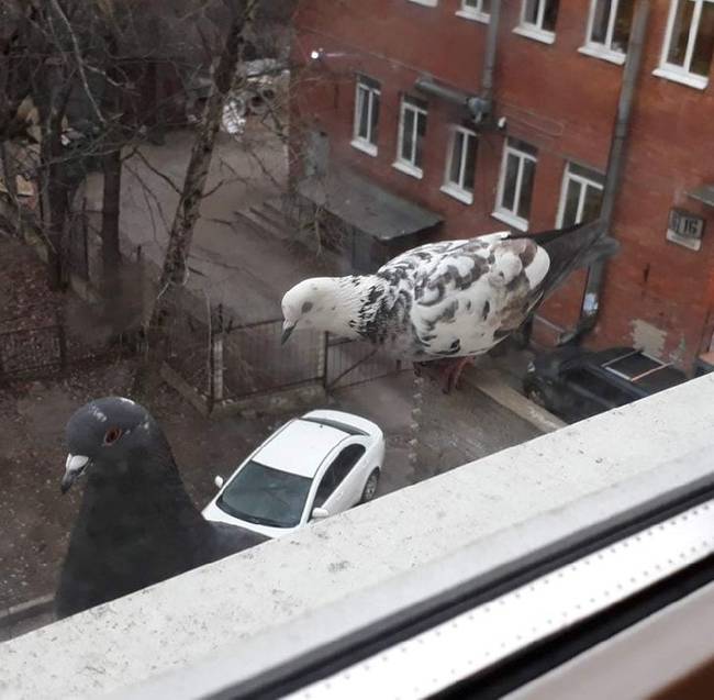 Valószínűleg így nézhettek ki a dinoszauruszok.
