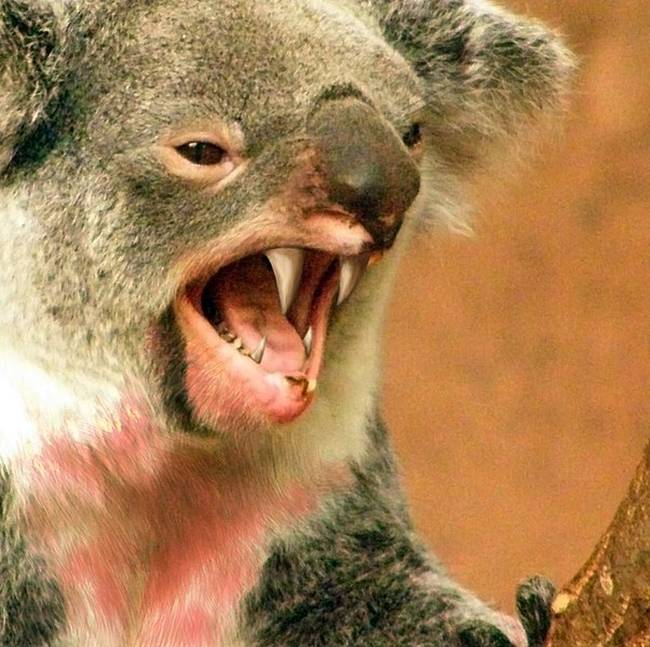 Húsevő koalák
