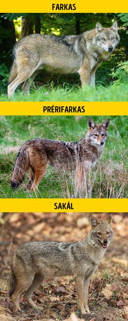 Farkas, prérifarkas vagy sakál?