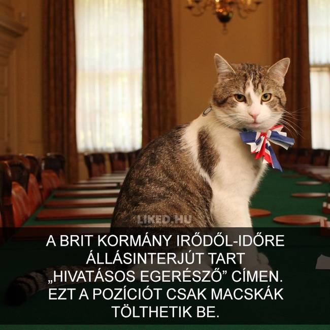 15 meghökkentő tény a macskákról, amit valószínűleg Te sem tudtál korábban