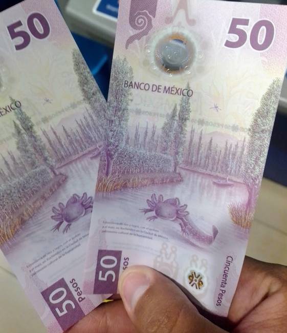 A mexikói bankjegyeken értelemszerűen egy mexikói axolotl van.