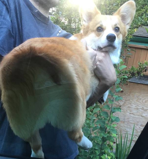 A Corgi fenék érintése állítólag szerencsét hoz.