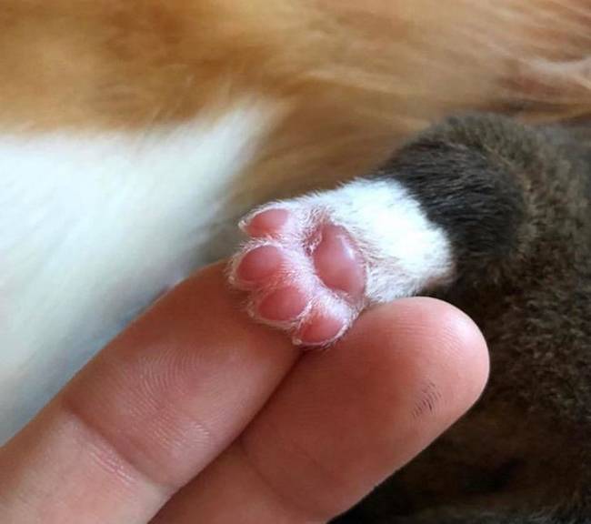 Ha még esetleg nem láttad, akkor tessék: így néz ki egy Walesi Corgi kiskutya lába.