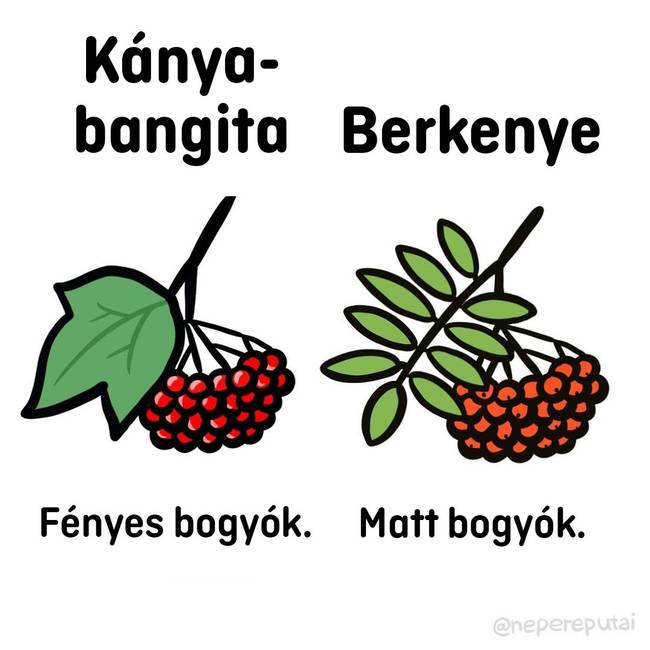 Bangita es berkenye