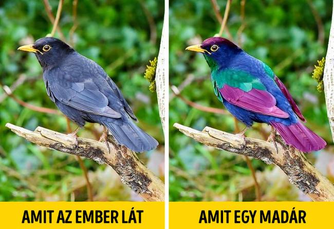 Amit ember vs madár lát