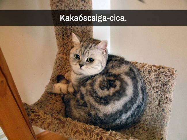 21 macskás Snapchat-üzenet, amit nem lehet kibírni nevetés nélkül