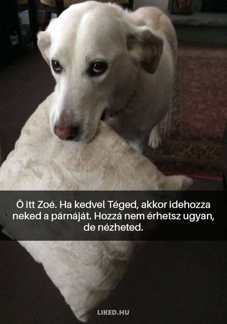 16 kutyás Snapchat-üzenet, ami kétségkívül jobb hellyé tette az internetet