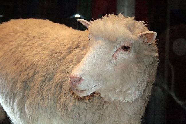 Dolly-t, a birkát 25 évvel ezelőtt klónozták.