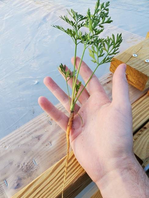 „Annyi A-vitamin van ebben a sárgarépában, hogy egy vak ember is meggyógyulna tőle."