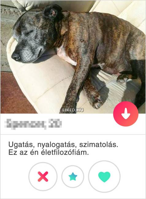 Kutyafilozofia