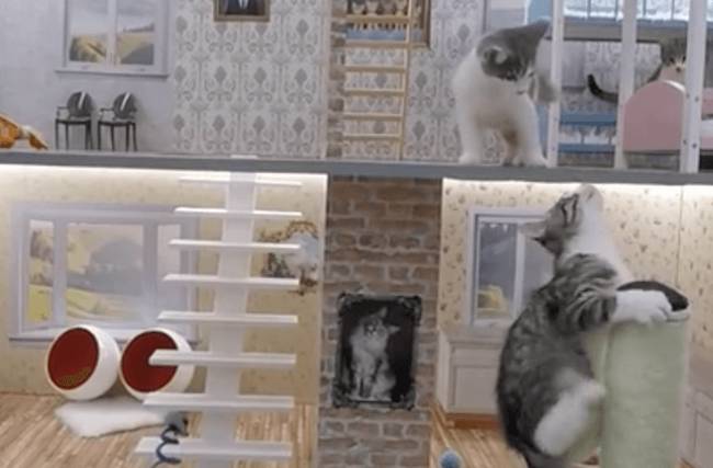 Az izlandiaknak van egy saját "Való világuk". Ebben a valóságshowban azonban nem idegen emberek, hanem néhány macska életét követhetik nyomon a tévénézők.