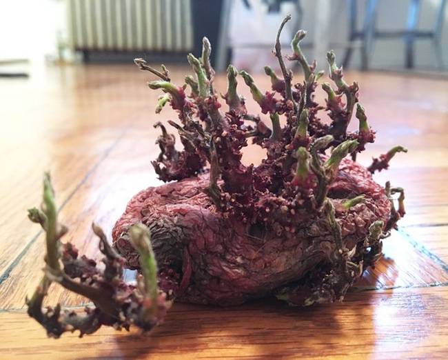 Ez történik egy burgonyával, ha hosszú időre a konyhaasztal alatt felejtjük.