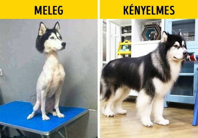 A hosszúszőrű kutyákat nyáron le kell nyírni, mert melegük van.