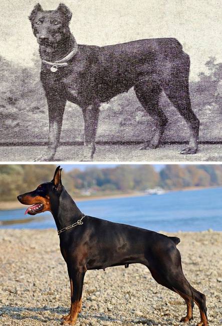 Dobermann