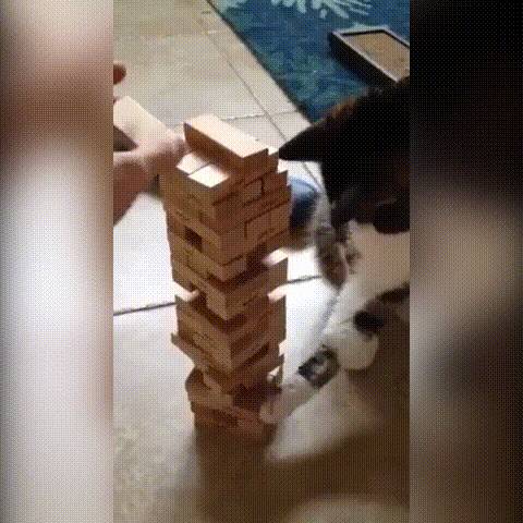 Valószínűleg a világ legjobb jenga-partnere.