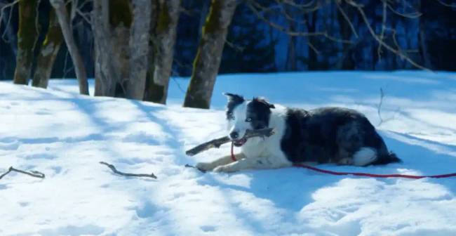A kutyák saját Oscar-díja: a Palm Dog-díj nyertesei az elmúlt tíz évből