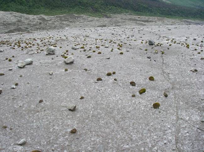 A kutatók furcsa, vándorló mohákra bukkantak az Északi-sarkon. Átlagosan napi 2,5 cm megtételére képesek.