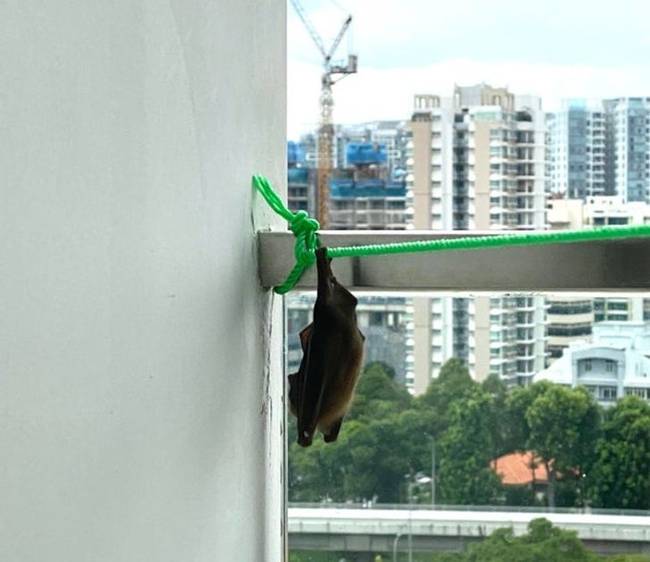 „Találtam egy alvó denevért a hotelszobám erkélyén."