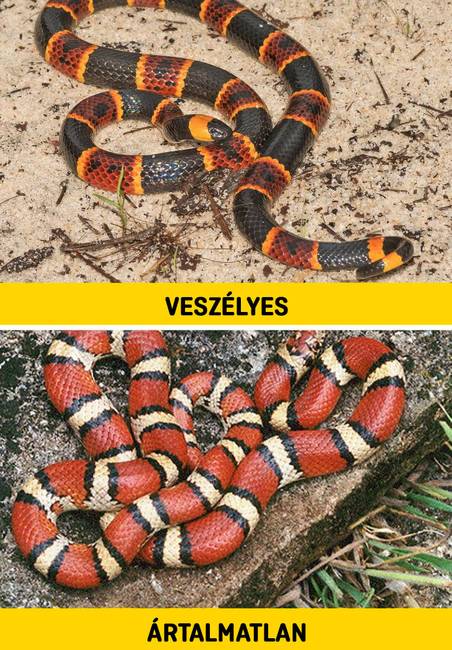 Vörös királysikló