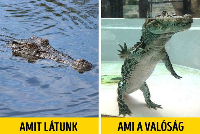 Így néz ki egy krokodil a természetes állapotában a víz alatt.